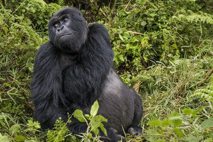 Rwanda, Province du Nord, Parc National des Volcans dans la chaine des Monts Virunga, mont Karisimbi, gorille des montagnes (Gorilla beringei beringei) du groupe Susa, male appelé dos argenté (silverback)