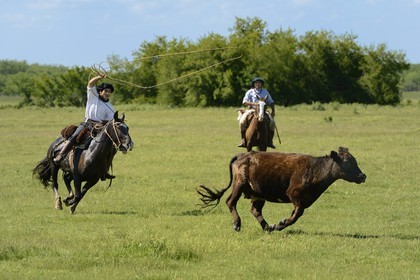 Argentine, province de Buenos Aires, San Antonio de Areco, estancia La Bamba de Areco, gauchos au travail pourchassant une vache au lasso