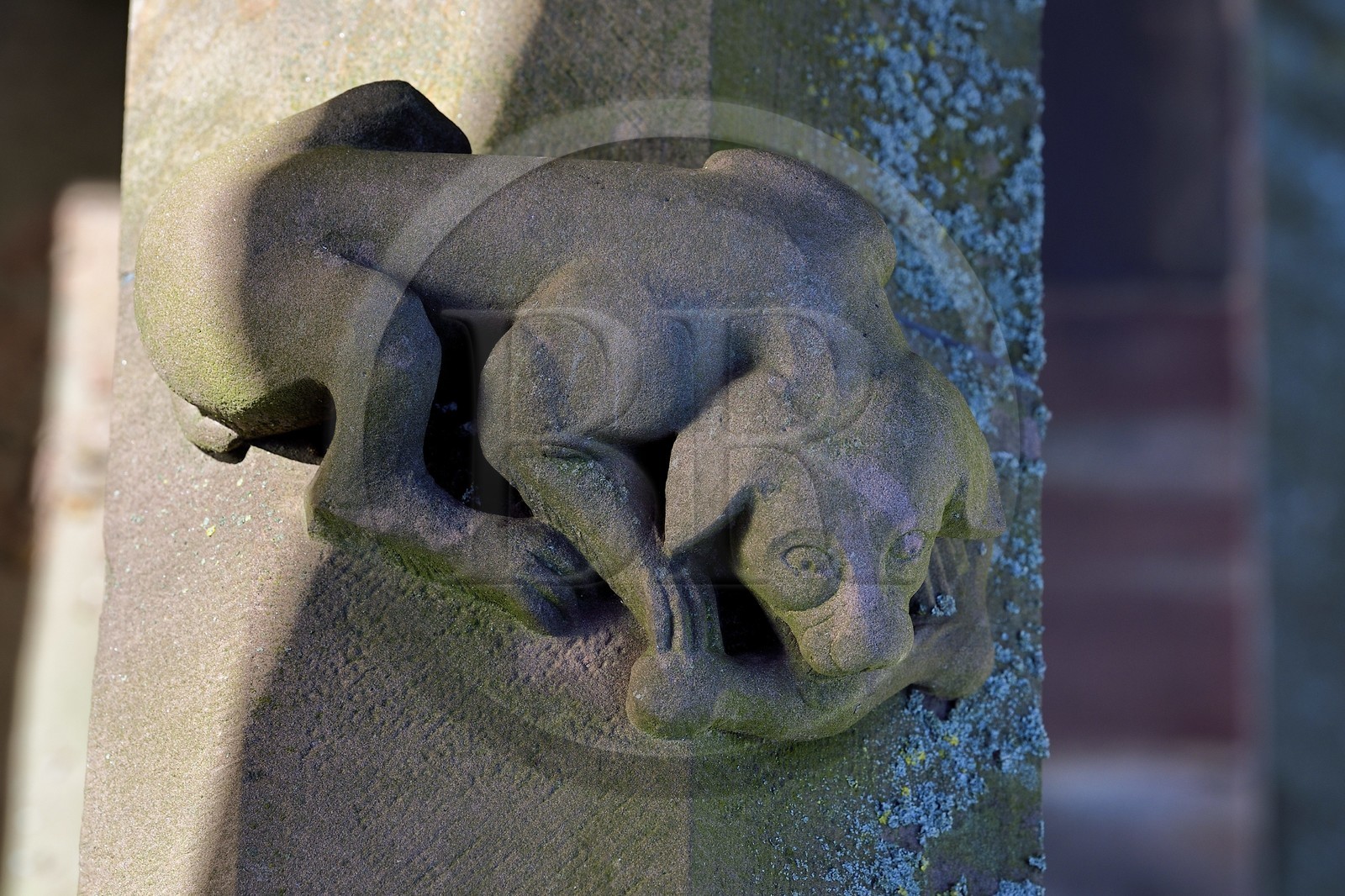 France, Bas-Rhin (67), Strasbourg, vieille ville classée au Patrimoine Mondial de l'UNESCO, sculpture du chien à l'os sur une balustrade de la facade nord de la cathédrale Notre-Dame France, Bas-Rhin (67), Strasbourg, vieille ville classée au Patrimoine Mondial de l'UNESCO, sculpture du chien à l'os sur une balustrade de la facade nord de la cathédrale Notre-Dame