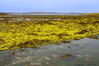 France, Finistère, Iroise Sea, Molene archipelago, Quemenes Island, algae on the foreshore at low tide