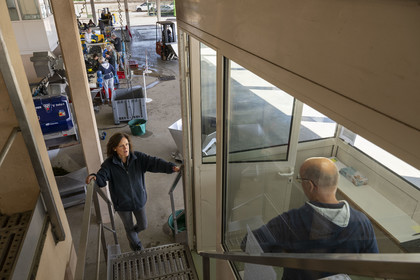 France, Côte-d'Or (21), les climats de Bourgogne classés Patrimoine Mondial de l'UNESCO, Beaune, Cuverie des Hospices de Beaune, la régisseur et vinificatrice des Hospices de Beaune Ludivine Griveau gère le ballet des arrivées de raisins et leur parcours jusque dans les cuves en ce jour de vendanges