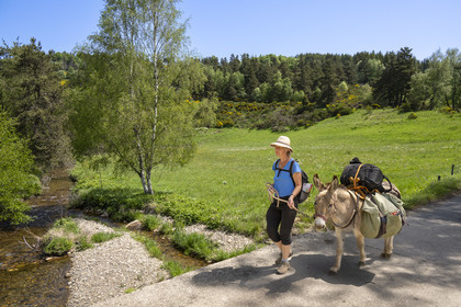 France, Lozere, Cheylard-l'Evêque, hiking with a donkey on the Stevenson trail (GR 70), crossing the Langouyrou river