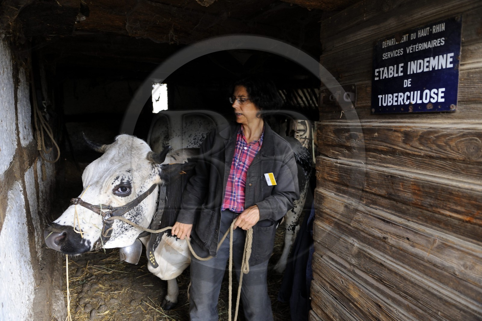 France, Haut-Rhin (68), Ungersheim, écomusée d'Alsace, sortie d'une vache de l'étable
