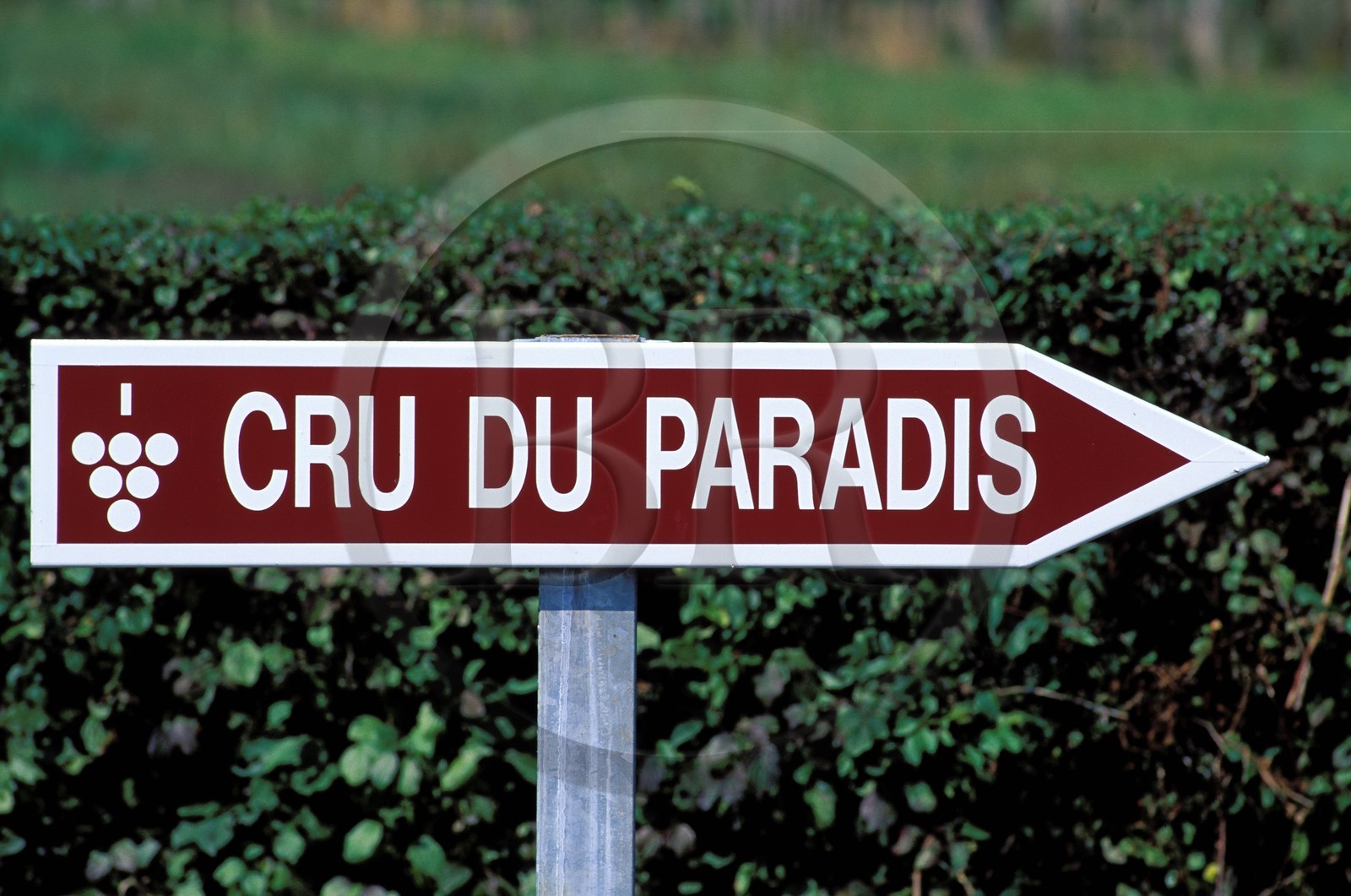 France, Hautes-Pyrénées (65), vignoble de Madiran