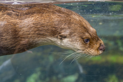 France, Finistère, Brest, Océanopolis, museum of the sea, Eurasian otter (Lutra lutra)