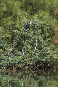Rwanda, Parc national de l'Akagera, le lac Ihema, cormoran à poitrine blanche (Phalacrocorax lucidus)