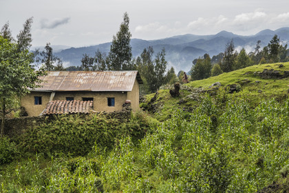 Rwanda, Province du Nord, District de Musanze (Ruhengeri), Busogo, ferme et cultures sur les pentes du mont Karisimbi dans les montagnes des Virunga