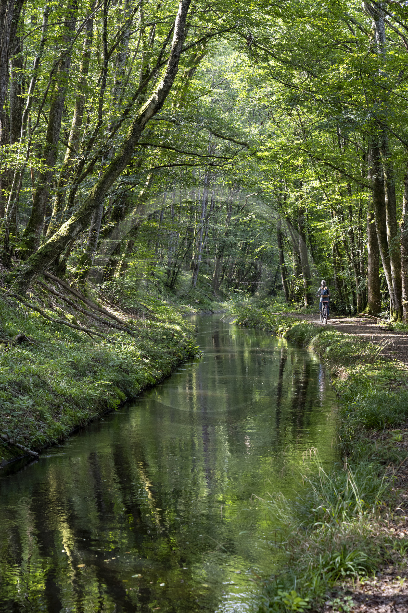 France, Nièvre (58), Parc naturel régional du Morvan, en aval de l'aqueduc de Montreuillon, cycliste sur le chemin bordant la Rigole d'Yonne qui puise les eaux de l'Yonne au lac de Pannecière et alimente le canal du Nivernais