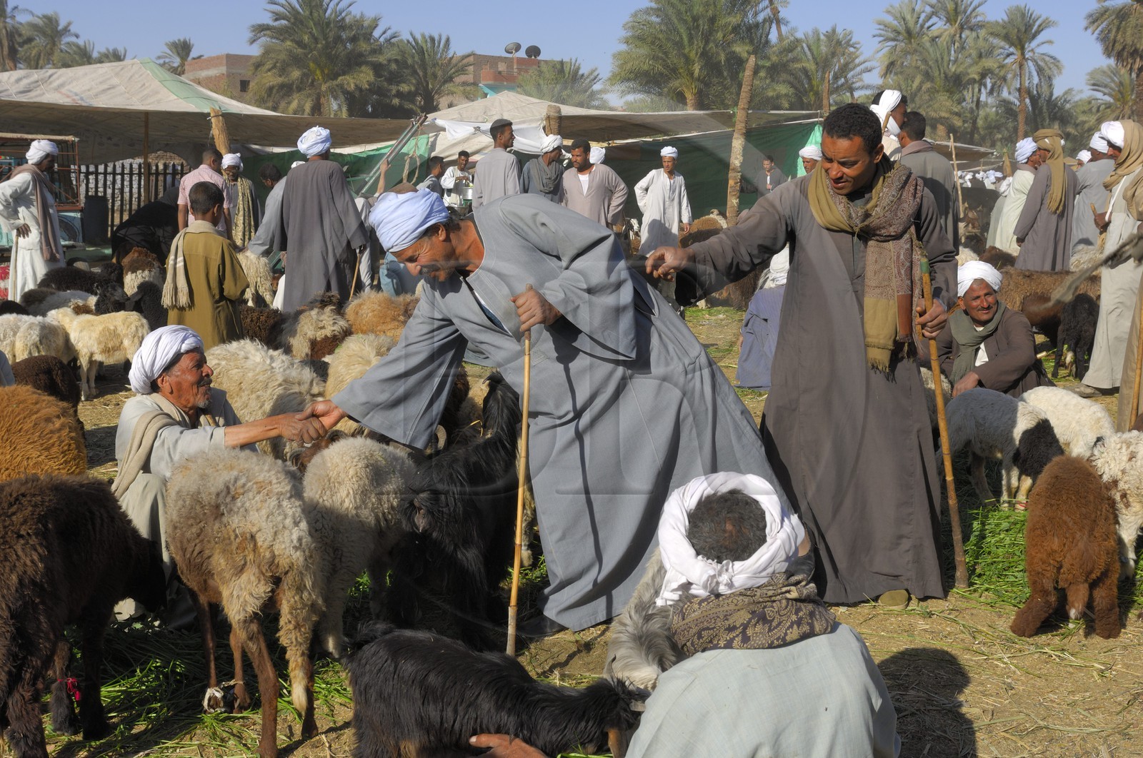 Egypt, Upper Egypt, Daraw in North Aswan, animal market, sellers of sheep and goats