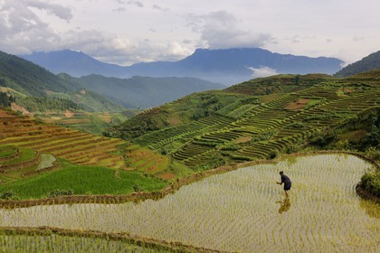Vietnam, Lao Cai province, North-West Sapa district, woman from the Blue Hmong minority group in the ricefield