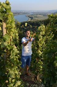 France, Loire (42), Parc Naturel Régional du Pilat, le domaine du Monteillet Stéphane Montez, Stéphane Montez dans ses vignes surplombant le Rhône
