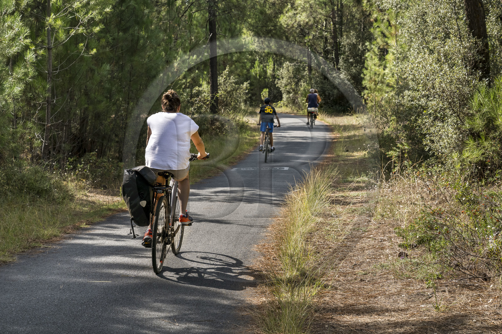 France, Charente-Maritime (17), Royan, Les Mathes, cyclistes sur la Vélodyssée, la piste cyclable EuroVelo1 qui longe l’Atlantique au nord de La Palmyre