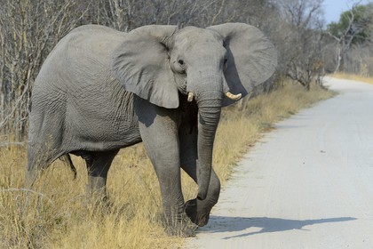 Zimbabwe, Matabeleland North Province, Hwange National Park, wild african elephant (Loxodonta africana)