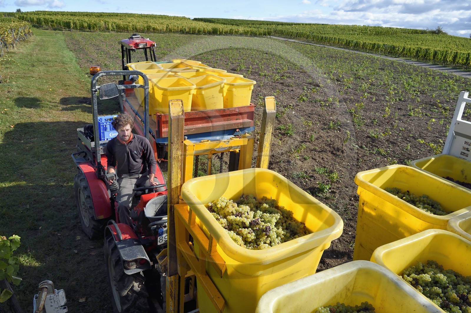 France, Haut-Rhin (68), Route des vins d'Alsace, Ribeauvillé, vendanges sur une parcelle du Domaine viticole Marcel Deiss France, Haut-Rhin (68), Route des vins d'Alsace, Ribeauvillé, vendanges sur une parcelle du Domaine viticole Marcel Deiss