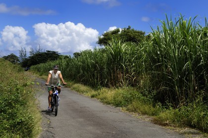 France, Reunion island (French overseas department), South coast, Saint Philippe, sugar cane fields