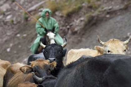Azerbaïdjan, région de Ismailli, vacher et son troupeau de vache en transhumance sur la route descendant de Lahij (Lahic), béliers