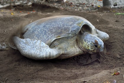France, Mayotte island (French overseas department), Grande-Terre, Kani-Keli, N’Gouja beach, the Maore Garden, green sea turtle (Chelonia mydas) covering eggs with sand after laying eggs
