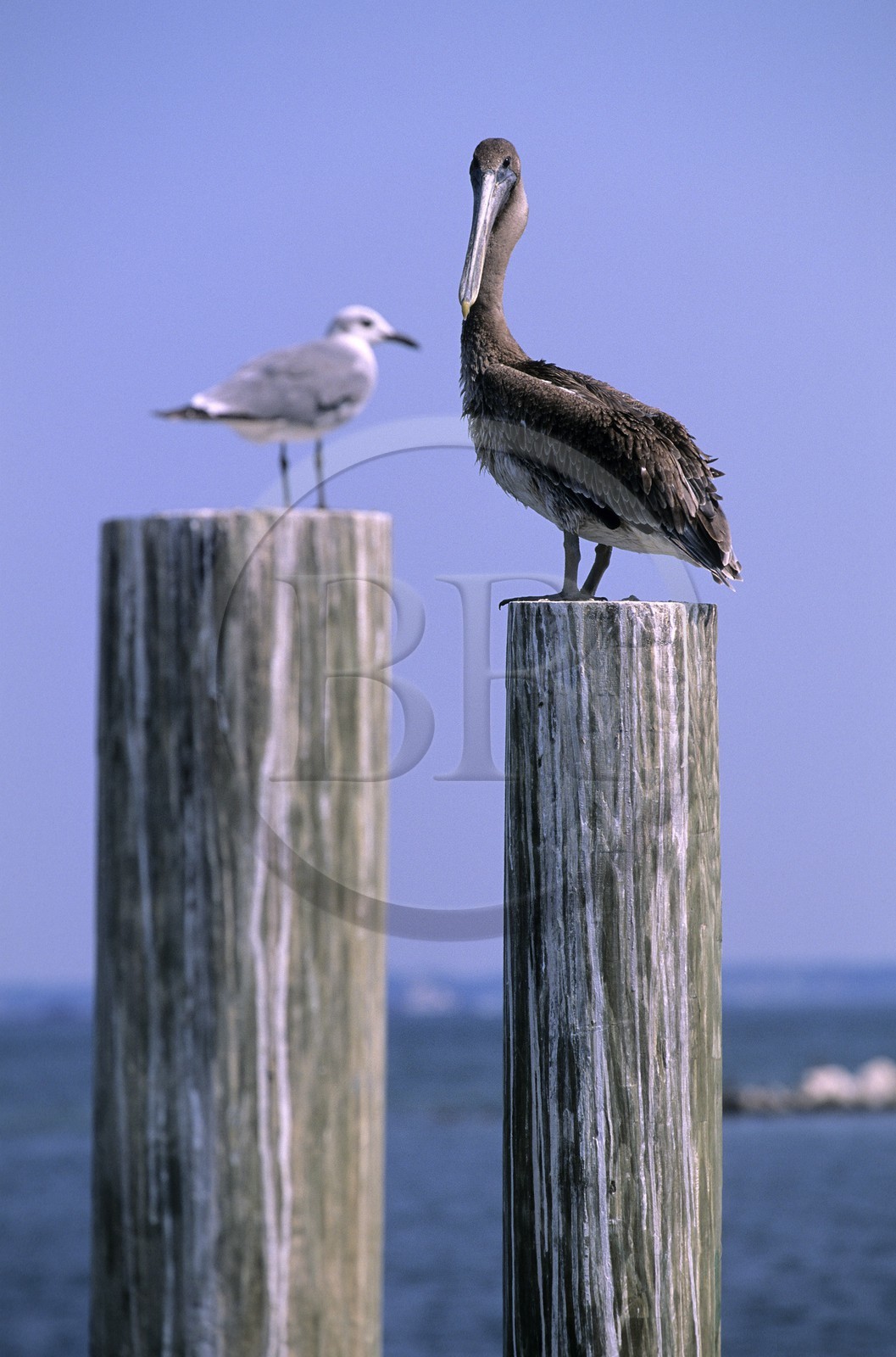 United States, Florida, the Panhandle, Pensacola, pelican on a pontoon