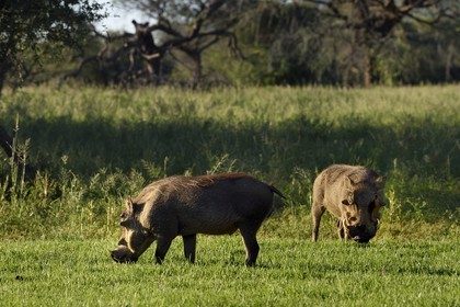 Namibie, région de Khomas, nord de Windhoek, Okapuka Ranch, phacochères (Phacochoerus africanus)