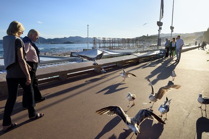 France, Alpes-Maritimes, Cannes, gulls and walkers on the Croisette