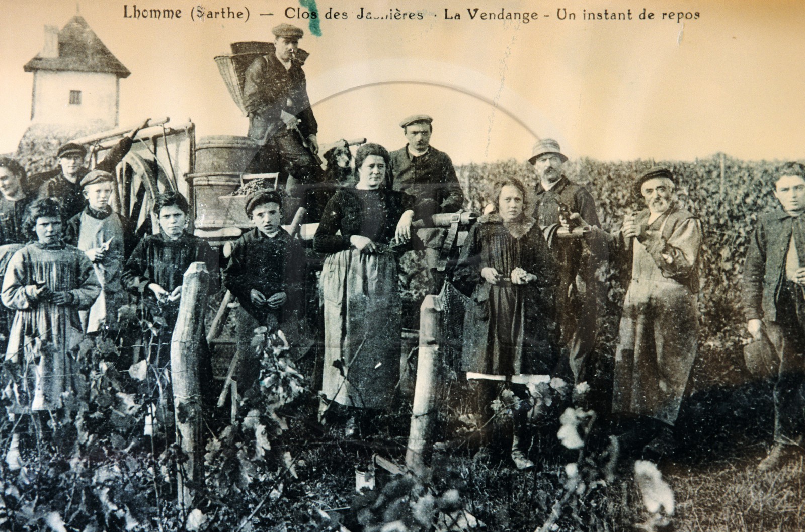 France, Sarthe (72), l' Homme, musée de la vigne, vielle carte postale de vendanges