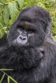 Rwanda, Province du Nord, Parc National des Volcans dans la chaine des Monts Virunga, mont Karisimbi, gorille des montagnes (Gorilla beringei beringei), dos argenté (silverback) nommé Impuzamahanga qui est le male dominant du groupe Susa
