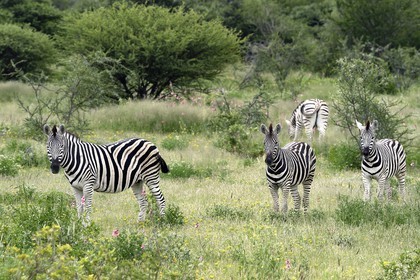 Namibie, région de Oshikoto, Parc National d'Etosha, zèbres de Burchell (Equus burchellii)