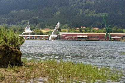 Spain, Basque Country, Biscay Province, Gernika-Lumo region, Urdaibai estuary Biosphere Reserve, kayaking on the estuary of the Oka River, black-headed gull (Chroicocephalus ridibundus)