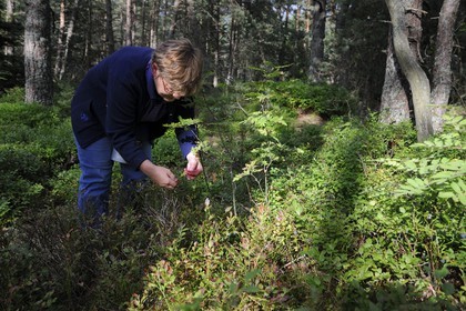 France, Bas Rhin, Mont Saint Odile, Blueberry Picking