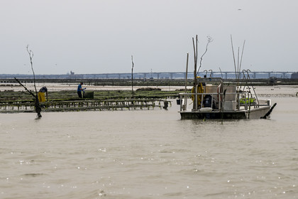 France, Charente Maritime, Oleron island, Dolus d’Oléron, maintenance of oyster beds in the Marennes-Oléron basin in the Pertuis d'Antioche at low tide