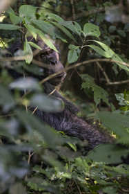 Rwanda, Province de l’Ouest, Nyakabuye, Parc national de Nyungwe, forêt tropicale humide naturelle de Cyamudongo, Chimpanzé commun (Pan Troglodytes)