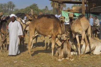 Egypte, Haute Egypte, Daraw au nord d'Assouan, marché aux dromadaires