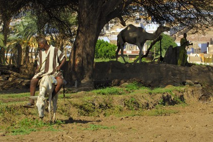 Egypt, Aswan, west bank, nubian countryside, young men and his dromedary in front of thr well