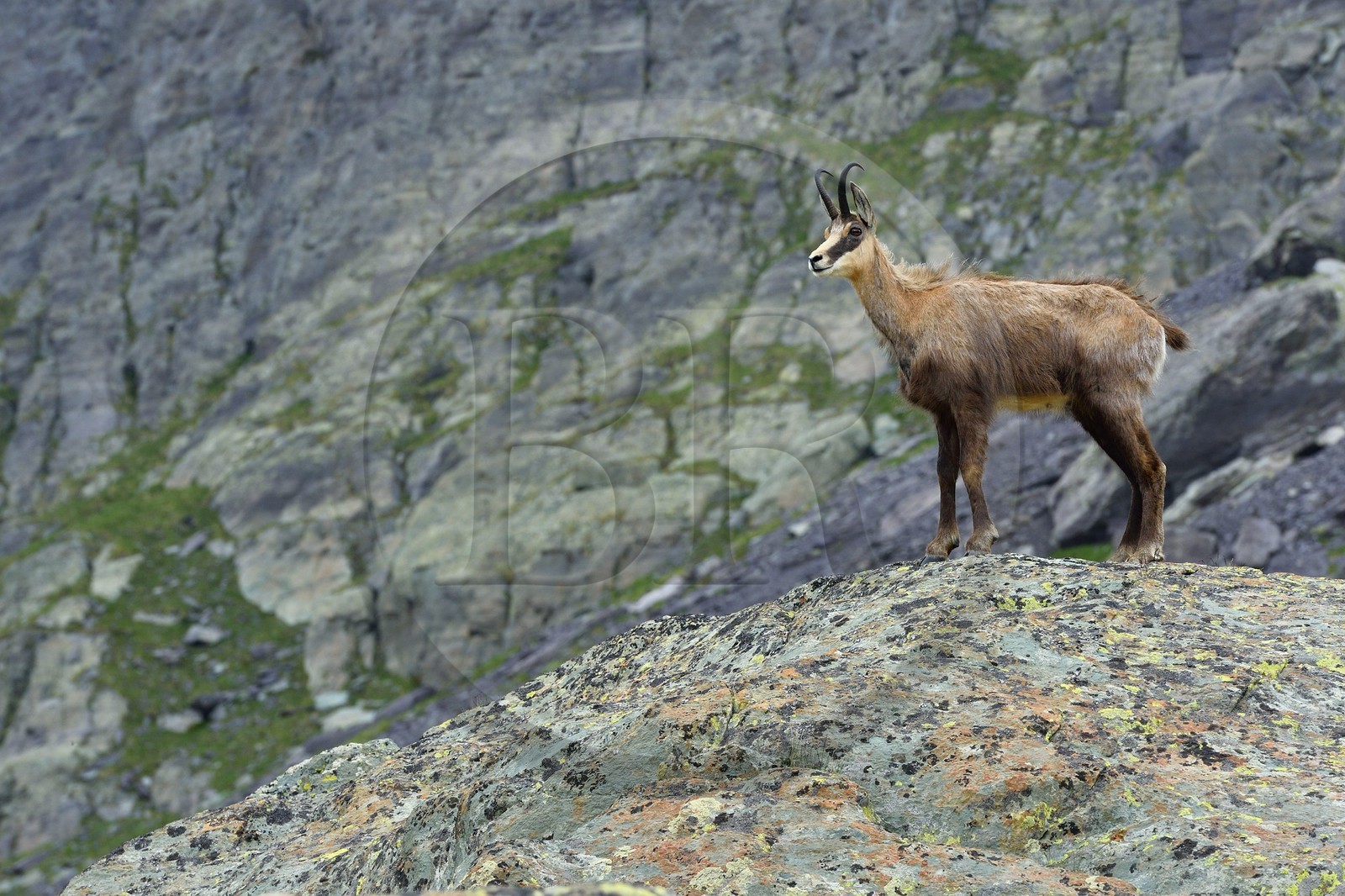 France, Alpes-Maritimes (06), parc national du Mercantour, Vallée des Merveilles vers le Pas de l'Arpette, chamois mâle adulte