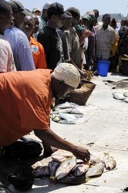 Tanzania, Dar es-Salaam,  auction of the day's catch at the Kivukoni fish market