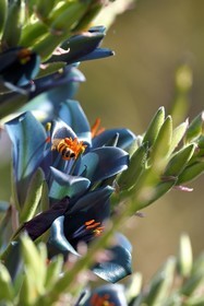 France, Var (83), Rayol-Canadel-sur-Mer, Domaine du Rayol, propriété du conservatoire du littoral mention obligatoire, le jardin des Méditerranées conçu par le paysagiste Gilles Clément, Jardin du Chili d'altitude, Pouya berteroniana