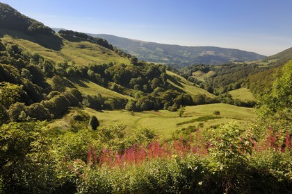 France, Cantal, Monts du Cantal, Parc Naturel Regional des Volcans d' Auvergne (Regional Nature Park of the Volcanoes of Auvergne), the Vallee de la Jordanne (Jordanne Valley) towards Mandaille-Saint-Julien