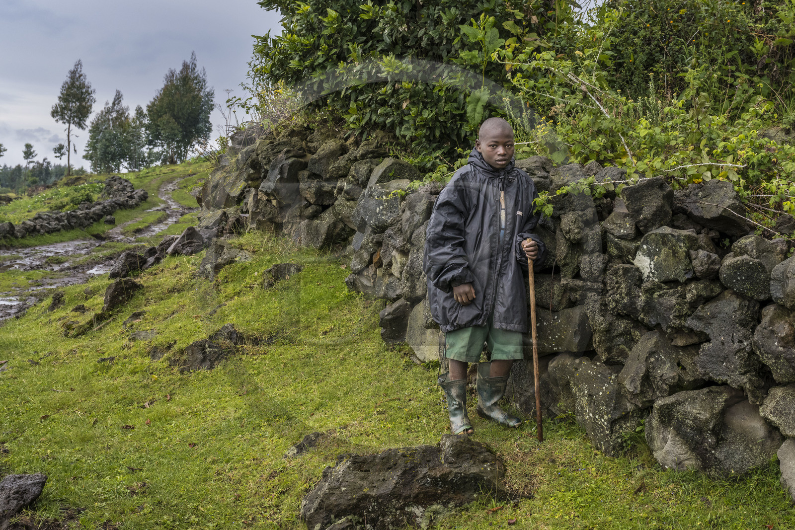Rwanda, Province du Nord, District de Musanze (Ruhengeri), Busogo, jeune gardien de troupeau sur les pentes du mont Karisimbi dans les montagnes des Virunga
