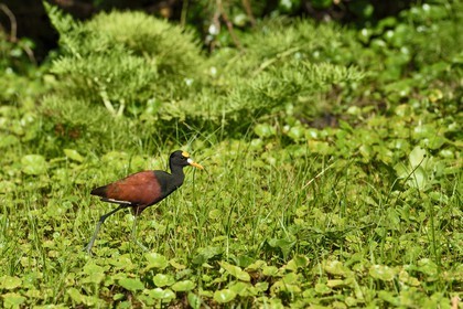 Nicaragua, Ometepe Island World Biosphere Reserve in Lake Nicaragua, marshe along the Rio Istian, Northern Jacana (Jacana spinosa)