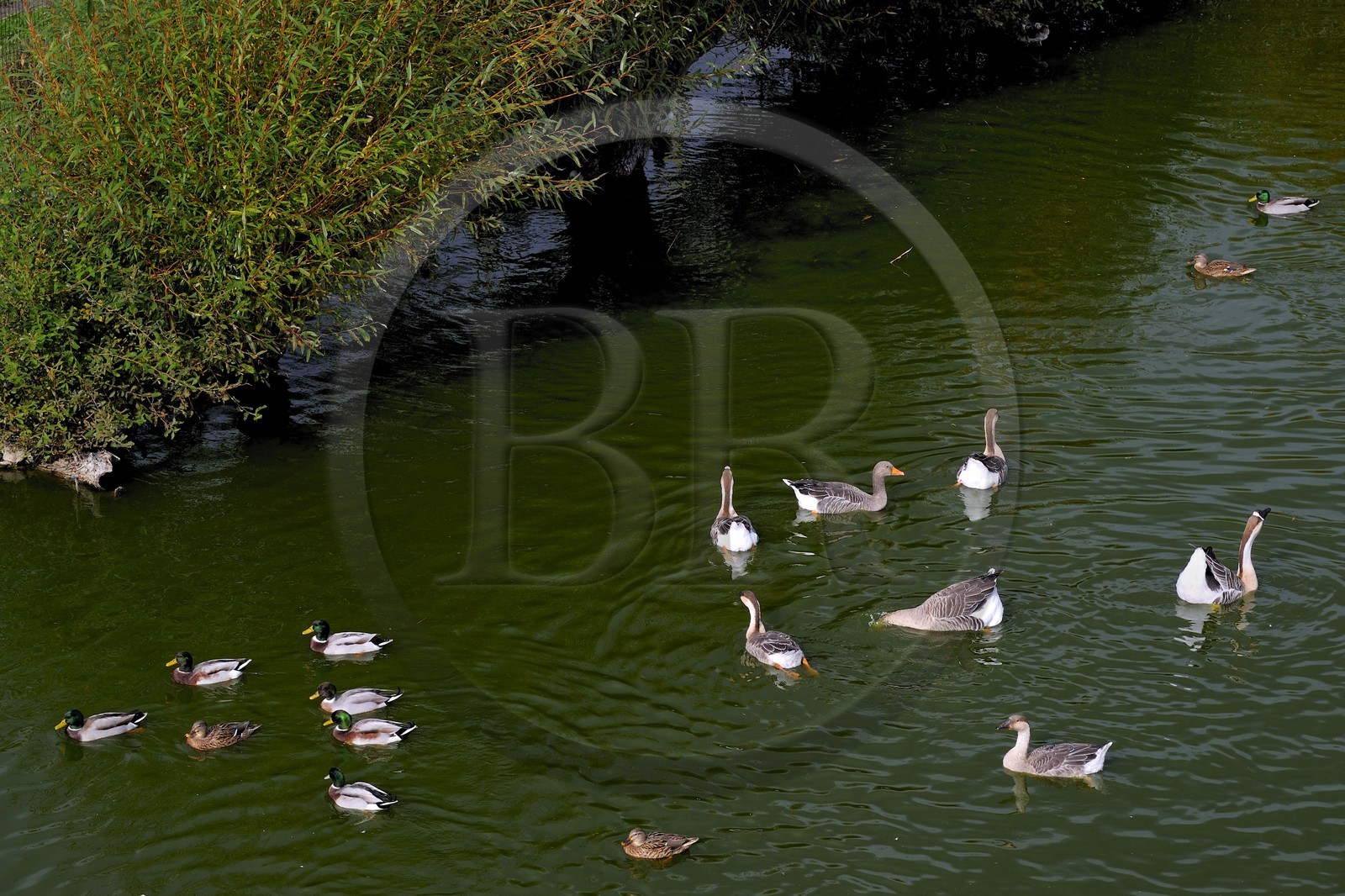 France, Eure, Marais-Vernier, the Big Pond (Grande Mare)