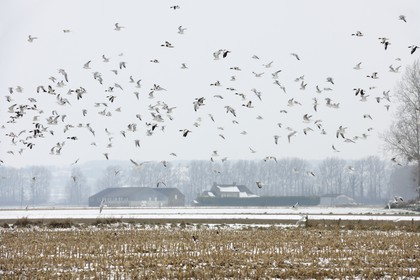 France, Ille et Vilaine, polder of Mont Saint Michel, sea guls and ducks