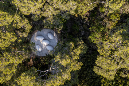 France, Var (83), Iles d'Hyères, parc national de Port Cros, Ile de Porquerolles, la Fondation Carmignac, La Couvée (2018) de Nils Udo (vue aérienne)