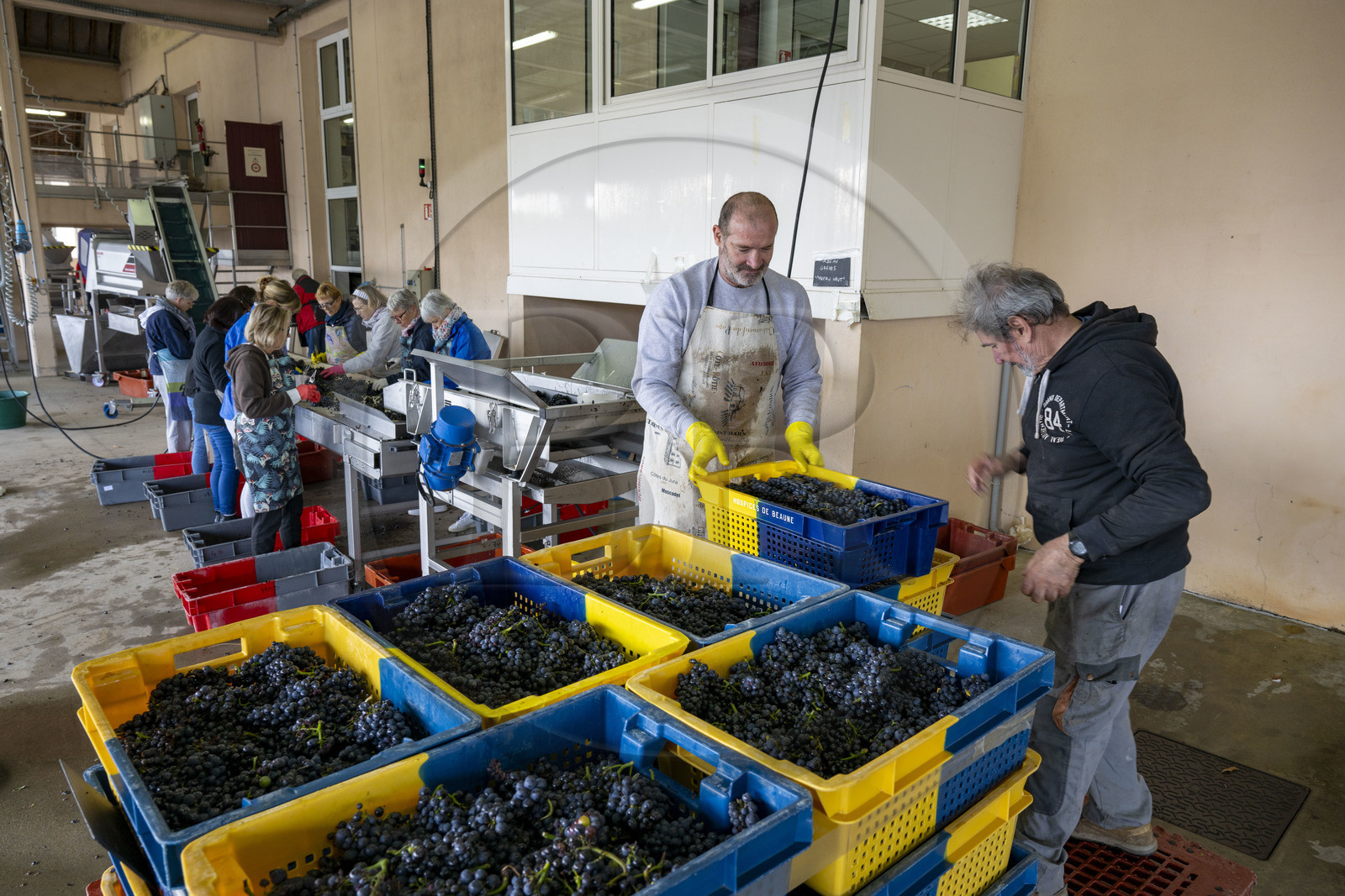 France, Cote d'Or, Climats terroirs of Burgundy listed as World Heritage by UNESCO, Beaune, Hospices de Beaune Winery, sorting and destemming, just after the harvest and before pressing the grapes, to remove the plant part