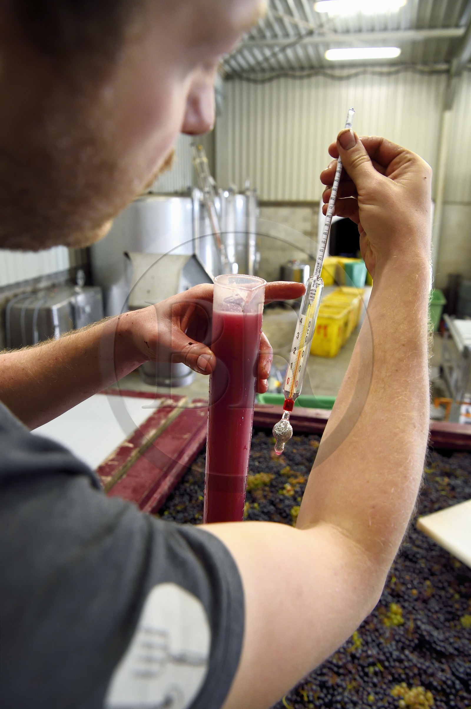 France, Haut Rhin, the Alsace Wine Route, Bergheim, Wine estate Marcel Deiss, fermentation of the grapes in a large tank, mustimeter, densimeter used by winegrowers to evaluate the probable alcohol content of their wine