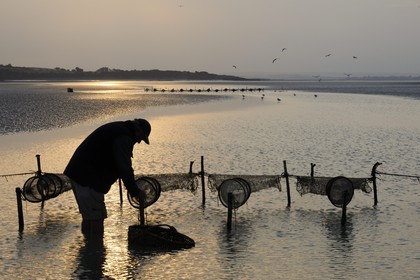 France, Manche (50), Baie du Mont-Saint-Michel, le pêcheur de grève Guy Jugan relevant ses filets de crevettes grises à l'aube