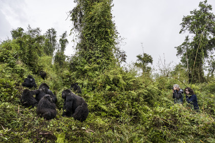 Rwanda, Province du Nord, Parc National des Volcans dans la chaine des Monts Virunga, mont Karisimbi, touristes observant des gorilles des montagnes  (Gorilla beringei beringei), le dos argenté (silverback) nommé Impuzamahanga qui est le male dominant à gauche