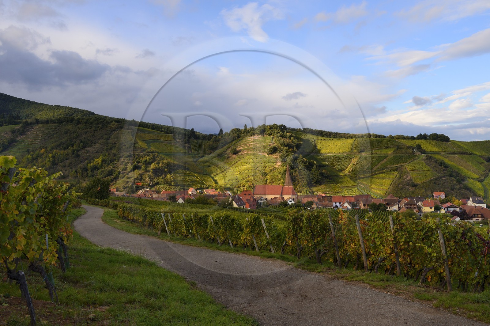 France, Haut-Rhin (68), Route des Vins d'Alsace, Niedermorschwihr, le village entouré par le vignoble et son église à clocher tors