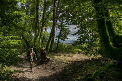 France, Saone et Loire, regional natural park of Morvan, Saint Leger sous Beuvray, oppidum of Bibracte, capital of the Celtic people of the Aedui, archaeological site on Mount Beuvray, the geologist and biologist guide Frédéric Bensaad going up a sunken path lined with ancient 200-year-old woven beech hedges called queules