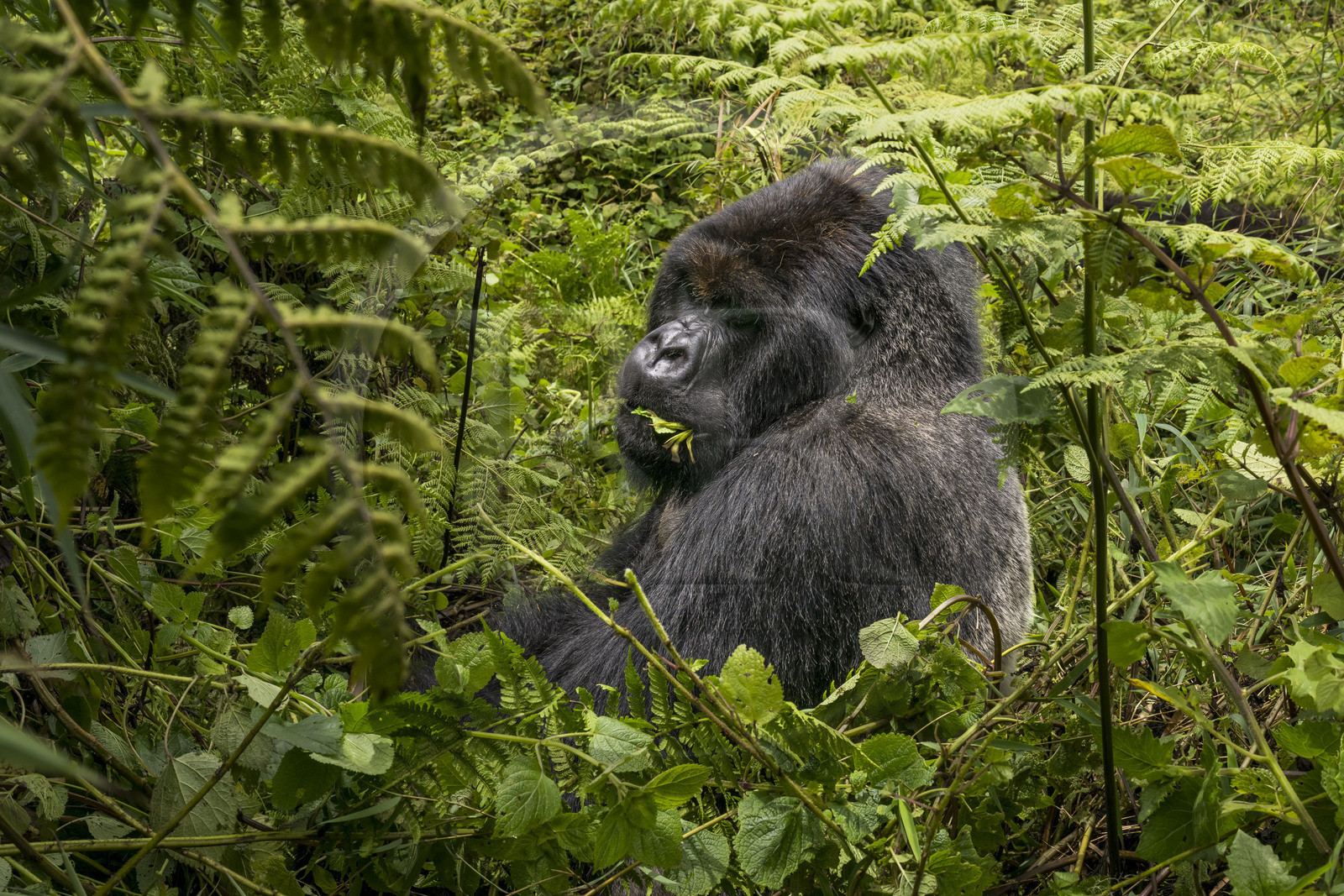 Rwanda, Province du Nord, Parc National des Volcans dans la chaine des Monts Virunga, mont Karisimbi, gorille des montagnes (Gorilla beringei beringei) du groupe Susa, male appelé dos argenté (silverback) Rwanda, Province du Nord, Parc National des Volcans dans la chaine des Monts Virunga, mont Karisimbi, gorille des montagnes (Gorilla beringei beringei) du groupe Susa, male appelé dos argenté (silverback)