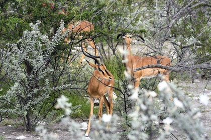 Namibie, région de Oshikoto, Parc National d'Etosha, impala à face noire mâle (Aepyceros melampus petersi)